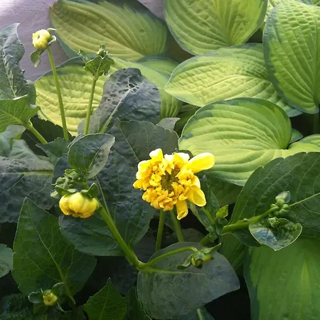 Det Lille فندق Rønne